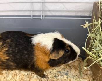 Rescue Guinea Pig Guinea Pigs for Adoption in Kingston, New York - Dale | PetCurious
